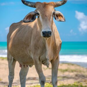 Brown Cow on the Field